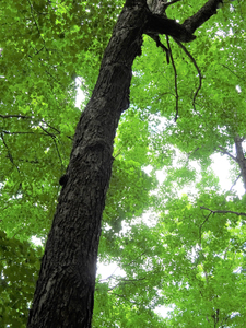 Photo By: Julie A. Lundgren. Photo taken: Albany County, NY on 21 July 2020